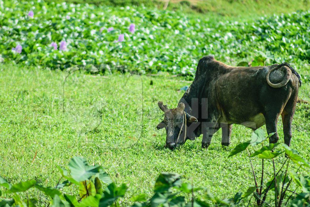 Black working cow in green field  in Assam