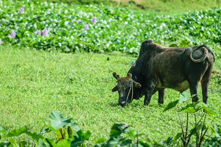 Black working cow in green field  in Assam