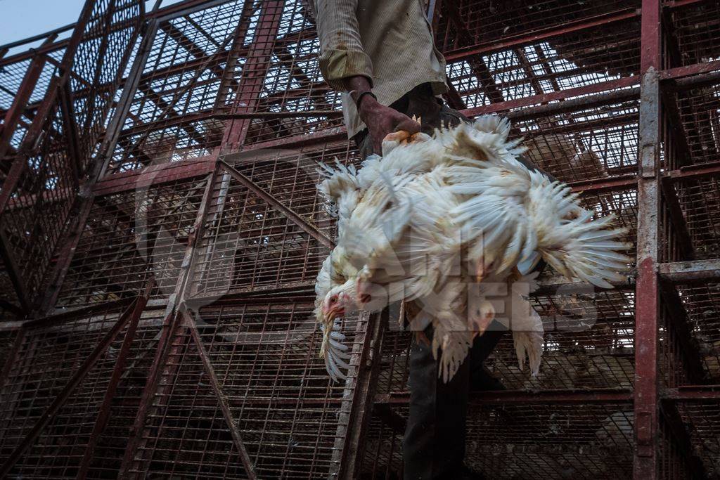 Broiler chickens raised for meat being unloaded from transport trucks near Crawford meat market