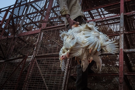 Broiler chickens raised for meat being unloaded from transport trucks near Crawford meat market