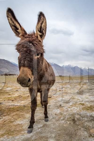 Donkeys grazing near Pangong Lake in Ladakh in the Himalayas, India