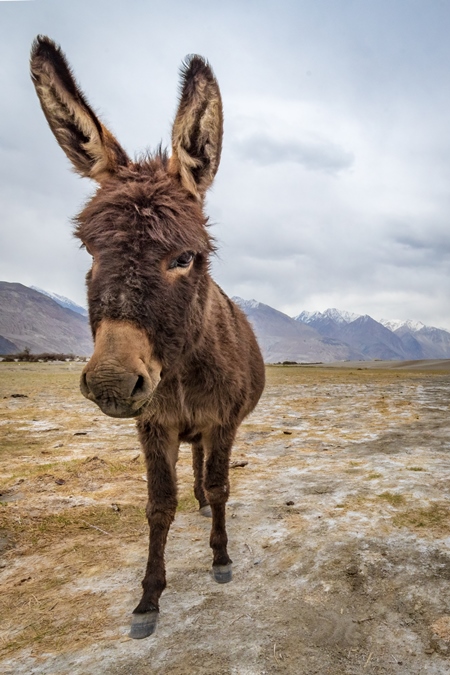 Donkeys grazing near Pangong Lake in Ladakh in the Himalayas, India