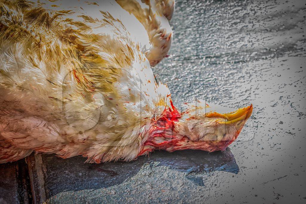 Dead Indian broiler chicken at Crawford meat market in city of Mumbai, India, 2016