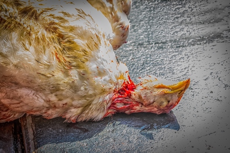 Dead Indian broiler chicken at Crawford meat market in city of Mumbai, India, 2016