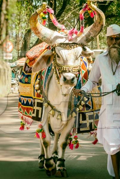 Decorated holy cow for religious festival with man walking on street