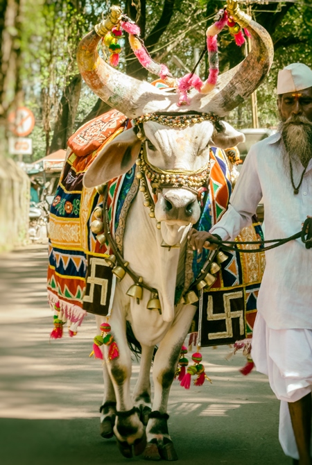 Decorated holy cow for religious festival with man walking on street