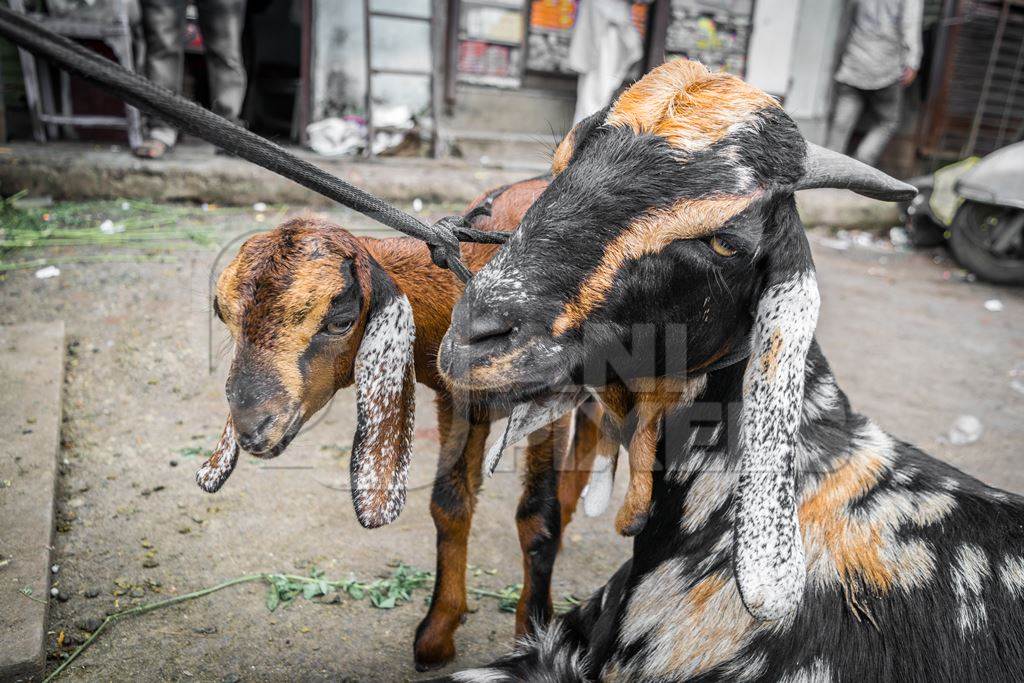 Photo of Indian goats tied up in urban city to be slaughtered for Eid festival in Maharashtra, India, 2017
