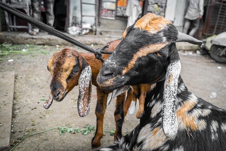 Photo of Indian goats tied up in urban city to be slaughtered for Eid festival in Maharashtra, India, 2017