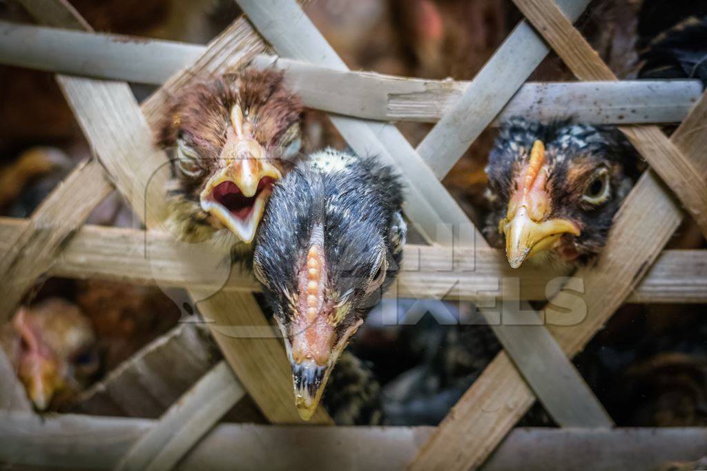 Chickens on sale in bamboo woven baskets in a  rural town