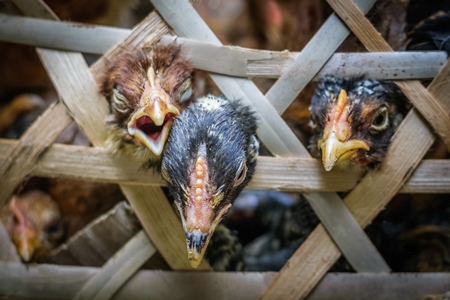 Chickens on sale in bamboo woven baskets in a  rural town