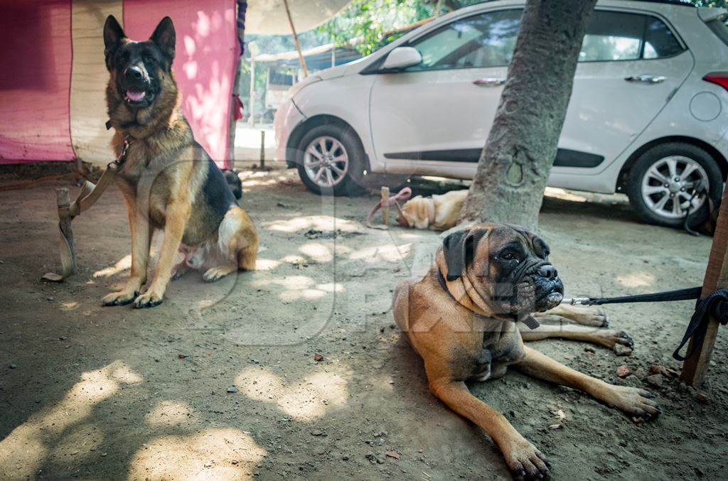 Pedigree dogs tied to posts and on show in a tent at Sonepur mela in Bihar, India