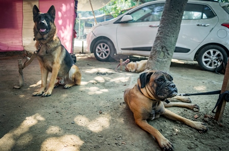 Pedigree dogs tied to posts and on show in a tent at Sonepur mela in Bihar, India