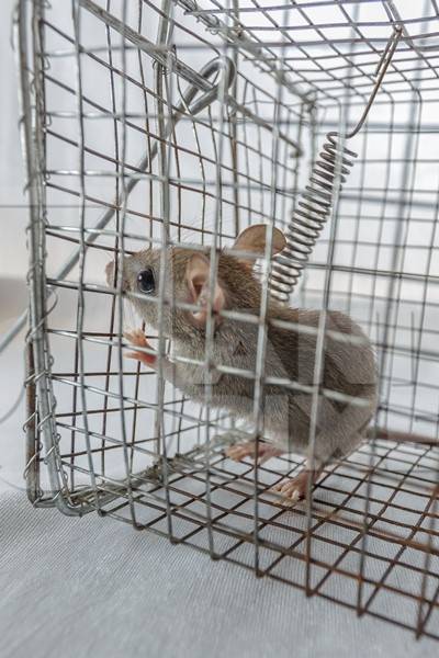 Mouse caught in a humane no-kill mouse trap waiting to be released