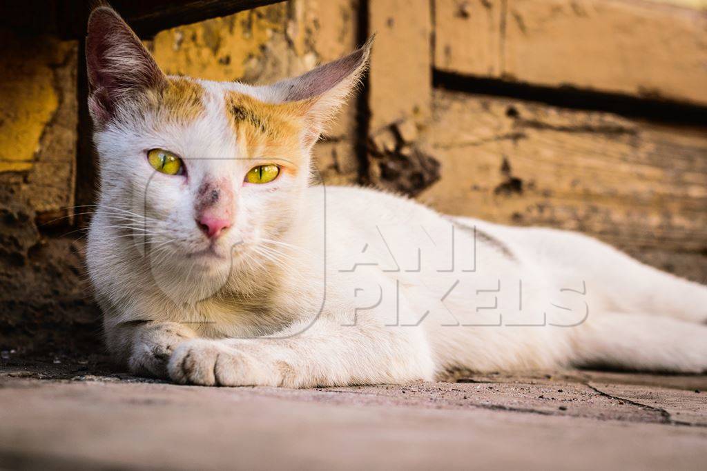 Tortoiseshell and white multicoloured street cat on street in Mumbai