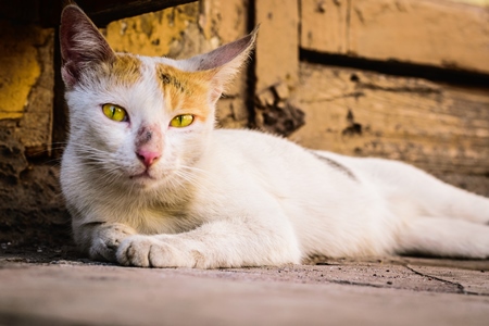 Tortoiseshell and white multicoloured street cat on street in Mumbai