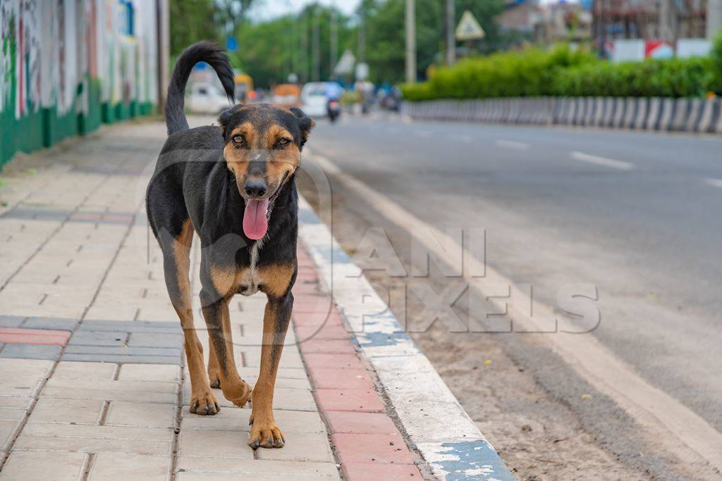 Indian street or stray dog on side of road with traffic looking at camera in urban city in Maharashtra in India