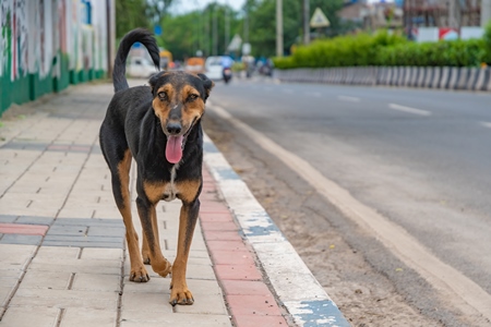 Indian street or stray dog on side of road with traffic looking at camera in urban city in Maharashtra in India