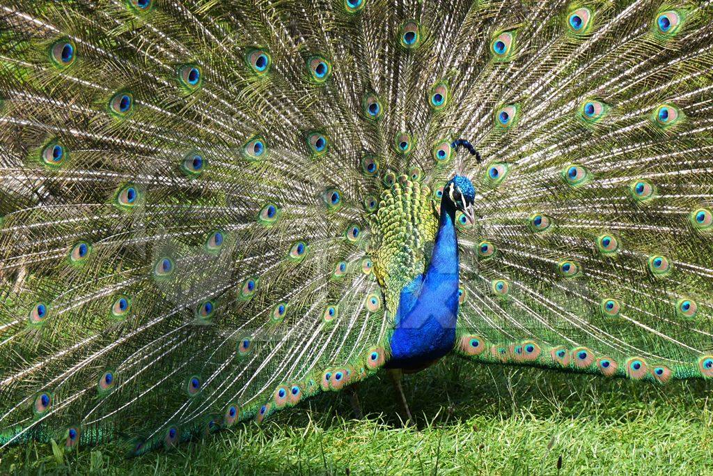 Beautiful blue peacock bird fanning his tail