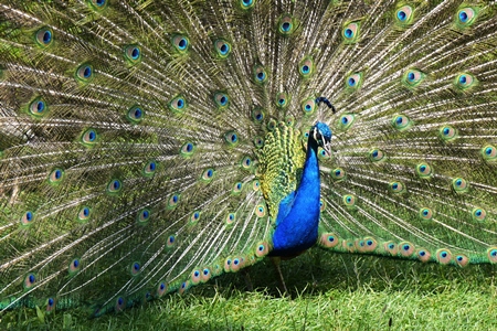 Beautiful blue peacock bird fanning his tail