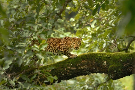 Leopard in the tree in a forest