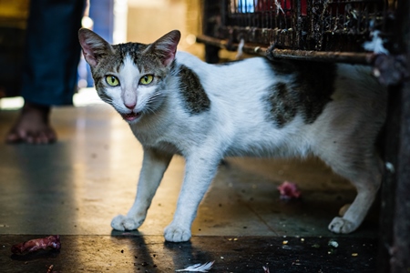 Cat in a chicken meat shop at Crawford meat market