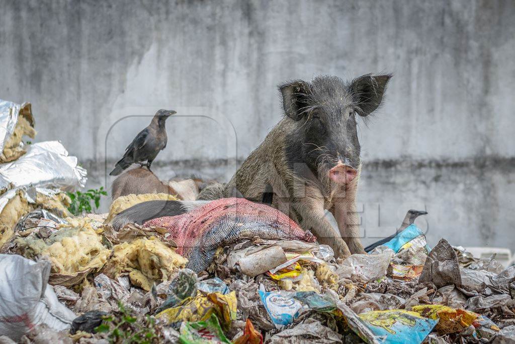 Feral pig on pile of garbage in urban city