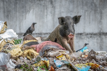 Feral pig on pile of garbage in urban city