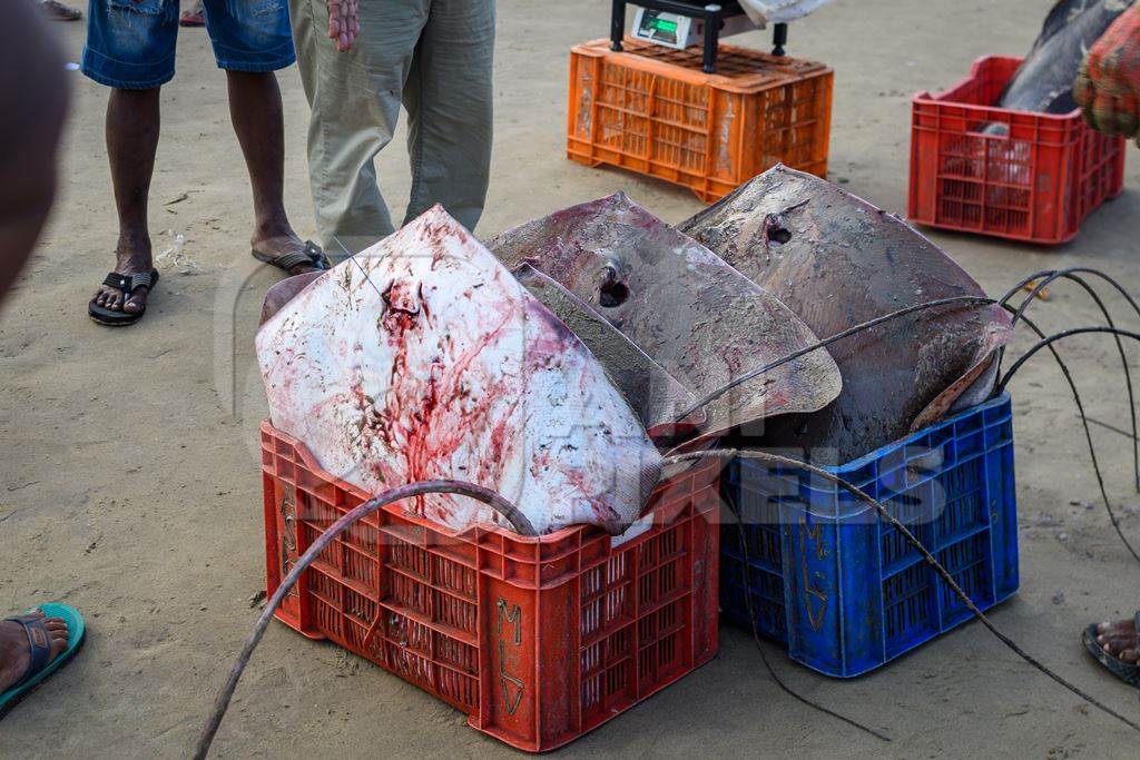 Dead Indian stingray fish in crates at Malvan fish market on beach in Malvan, Maharashtra, India, 2022