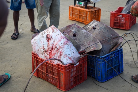 Dead Indian stingray fish in crates at Malvan fish market on beach in Malvan, Maharashtra, India, 2022