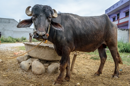 Farmed buffaloes used for milk in a rural village