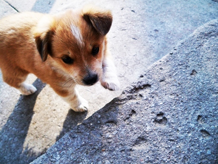 Small brown cute street puppy on grey steps