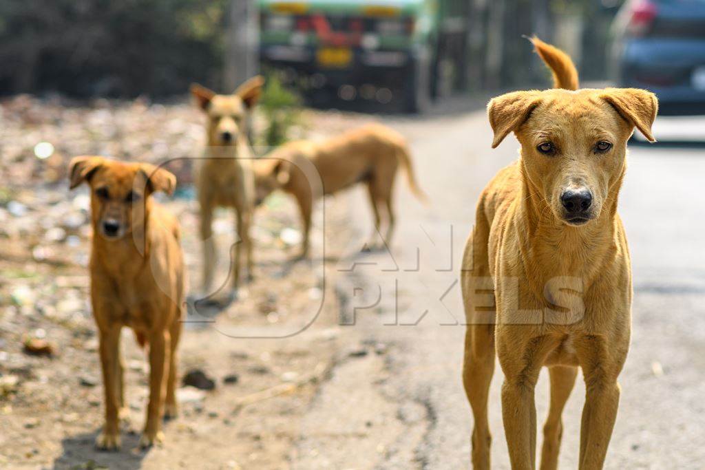 Many Indian street or stray pariah dogs on the road in urban city in Maharashtra, India, 2022