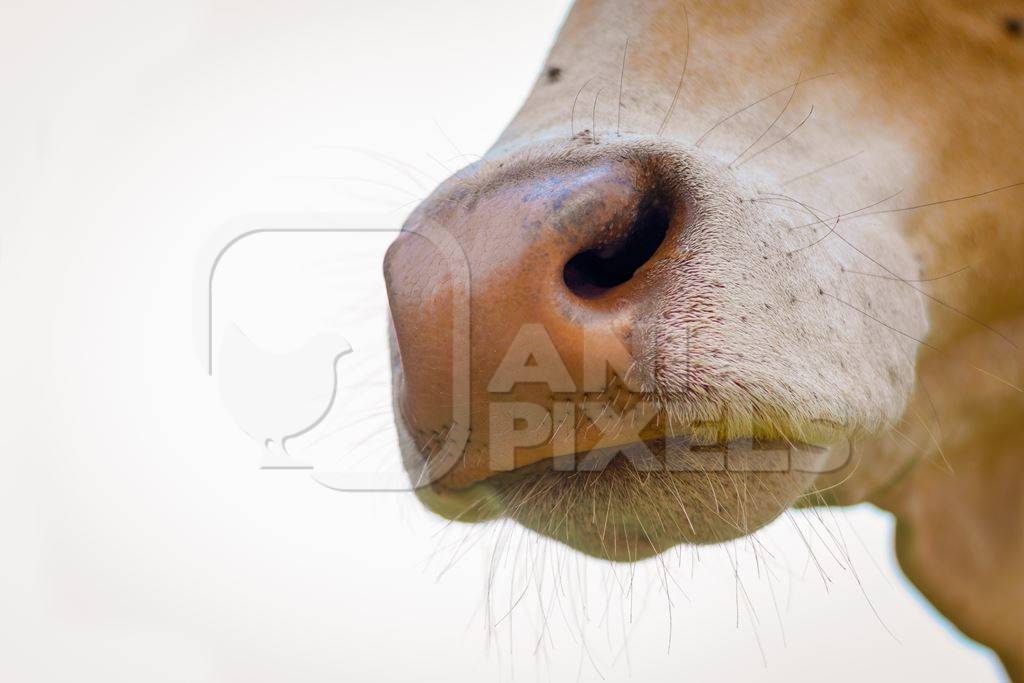 Close up of nose of Indian street cow or bullock