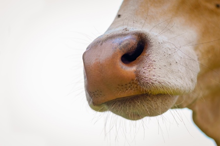 Close up of nose of Indian street cow or bullock