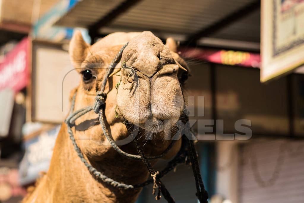 Close up of face of brown working camel in harness on city street in Bikaner in Rajasthan