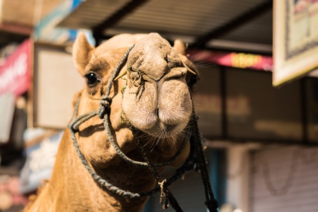 Close up of face of brown working camel in harness on city street in Bikaner in Rajasthan