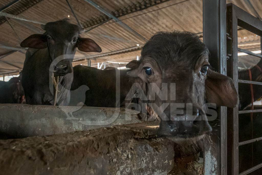 Small buffalo calf kept away from mother and tied up in a very dark and dirty buffalo shed at an urban dairy in a city in Maharashtra