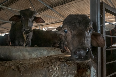 Small buffalo calf kept away from mother and tied up in a very dark and dirty buffalo shed at an urban dairy in a city in Maharashtra