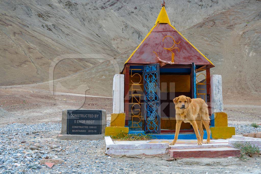 Photo of stray Indian street dog in the Himalayan mountains in Ladakh, India