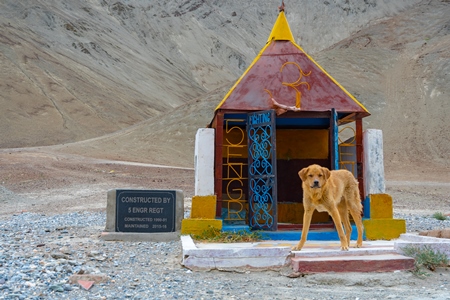 Photo of stray Indian street dog in the Himalayan mountains in Ladakh, India