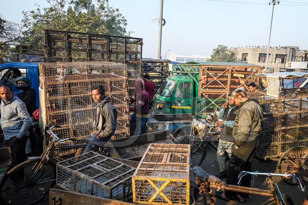 Men waiting with empty trucks and cages to buy chickens at Ghazipur murga mandi, Ghazipur, Delhi, India, 2022