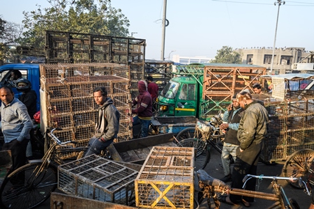 Men waiting with empty trucks and cages to buy chickens at Ghazipur murga mandi, Ghazipur, Delhi, India, 2022