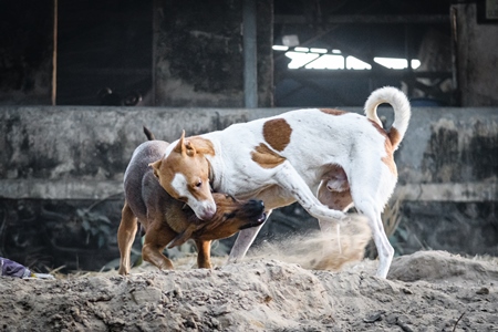 Indian street dogs or stray pariah dogs playing, Mumbai, India, 2022