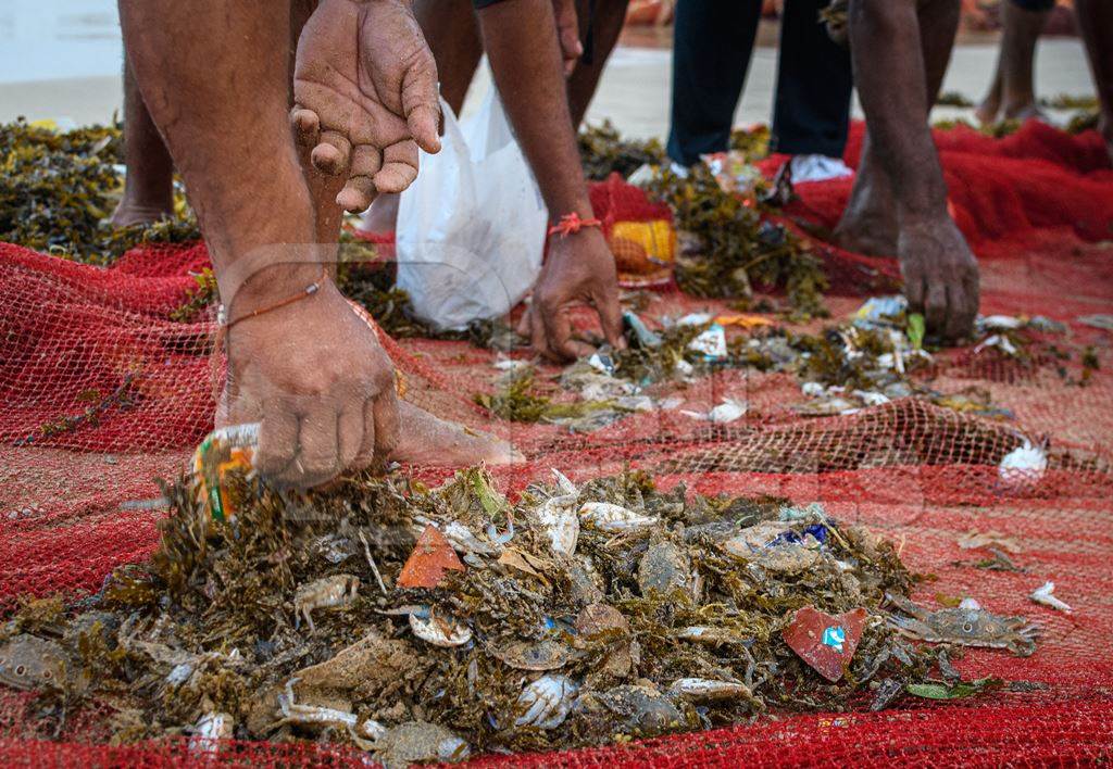 Indian fishing nets with crabs, small fish and plastic pollution trapped in net, on beach in Maharashtra, India, 2022