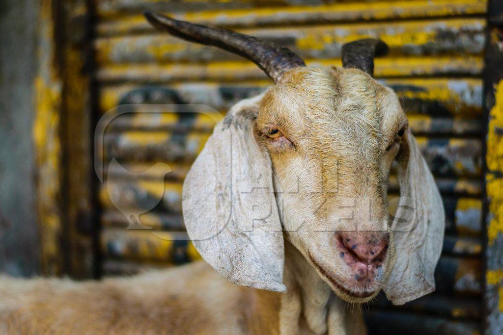 Close up of face of goat with yellow background on an urban city street