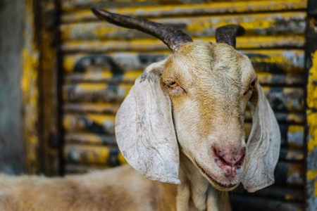 Close up of face of goat with yellow background on an urban city street