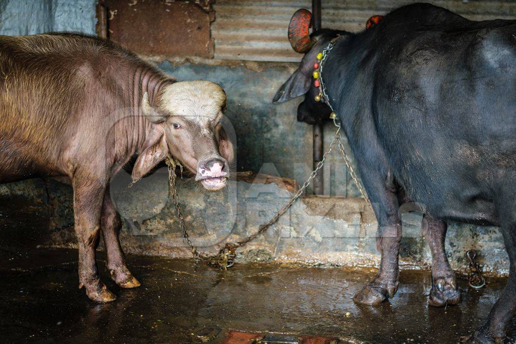 Farmed buffaloes tied up in a small urban dairy