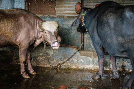 Farmed buffaloes tied up in a small urban dairy