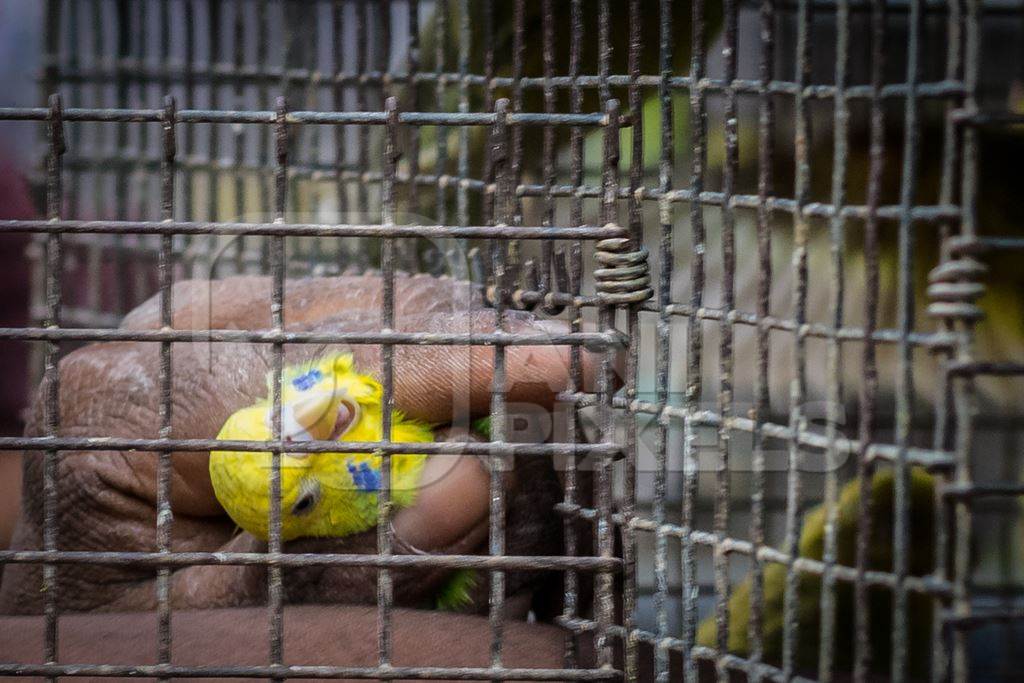 Man removing budgerigar or parakeet bird from cage at Crawford pet market in Mumbai