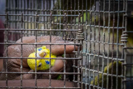 Man removing budgerigar or parakeet bird from cage at Crawford pet market in Mumbai